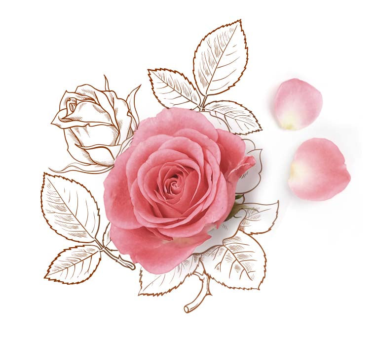 les 4 vertus de L'hydrolat de rose de damas